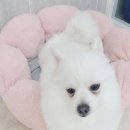 댕댕가르텐 강아지애견유치원호텔 이미지