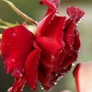 꽃보다 사랑 이미지