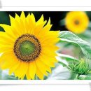 안양 일소리 이미지