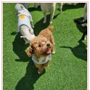 부산애견호텔 댕스스쿨 | 댕스스쿨 사하구애견유치원 24시간 전문 케어 500평 넓은 공간