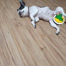 발라당눕스 이미지