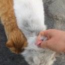 성천리경로당 Daum카페