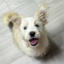 디아동물병원 | 나의 가나디는 전북에서 날 기다리고 있었다.