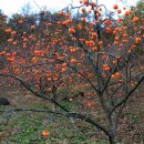낙동강자전거길 이미지