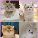 행복한 고양이 | 전주에서 만난 건강한 고양이와 행복한 첫 만남 후기