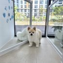 보들하이 이미지