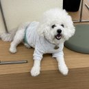 댕린이집 이미지