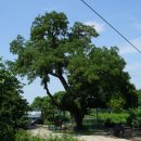 영천 약남리 회화나무 이미지