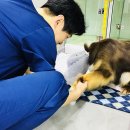 루이스24시동물병원 이미지