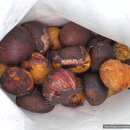 광덕농촌마을영농조합법인 | 충남 청양｜알프스마을 겨울왕국 얼음분수축제 겨울방학 아이와 가기 좋은 겨울여행 추천 청양알프스축제