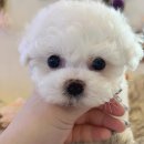 똥싼 강아지 이미지