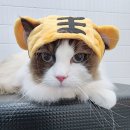 잔다냥 천안점 이미지