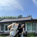 들꽃마당펜션 | 강아지랑 촌캉스하기 좋은 독채펜션 고창 들꽃연가