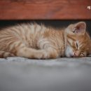 메리 동물병원 이미지