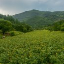 태백, 구와우 마을 해바라기 이미지