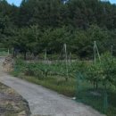 군위군삼국유사면보건지소 | 25-155 대구 군위군 삼국유사면 석산리 1508평 땅을 평당 20만원 3억원에 매매합니다.