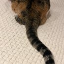 고전무용작품반 | 2025년 10월(1) - 우리가 떠나온 그곳에서는 말들이 다른 의미를 가졌기 때문에