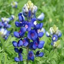 Bluebonnet 이미지