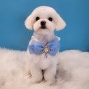 퍼스트멍멍 이미지