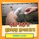 (1~3학년)마리모 어항 만들기 | 붓이끼 제거 성공 플로엑셀 이끼제거용 사용 후기