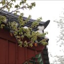 의령 충익사 모과나무 이미지