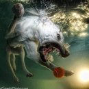잠수 강아지들의 재미있는 사진 - Underwater Dogs 이미지