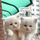 달냥이