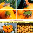 조생 궁천귤 50% 맛보기이벤트 이미지