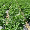 백산농장 이미지