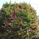 신평휴게소 이미지