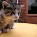 캐비어동물메디컬센터 이미지