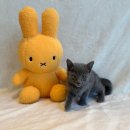 도그마루 강아지 고양이 양산화명점 이미지