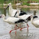 공원조류사
