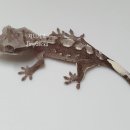 라피스게코 이미지