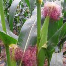 김영길농장 이미지