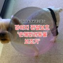 은해반려동물보조기 | [보미의일상] 강아지 슬개골 보호대 추천 - 은해반려동물보조기 후기