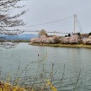 4월12일(일)연인과 떠나는 춘천벚꽃여행4탄!!＞＞＞출렁다리.의암호수길.공지천둘레길.송어회무한리필 이미지