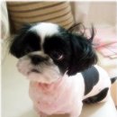 호동주유소 이미지