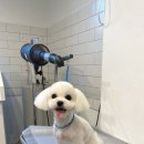 홍글몽글 이미지