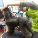 중앙애견미용 이미지