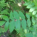 호두나무 이미지