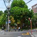 은행나무공원 이미지