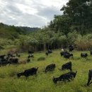 천관농장 이미지