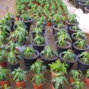 파파야1 이미지