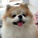 홍스비어 이미지