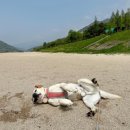 섬진강 테마로드2(두꺼비바위쉼터) | [애견동반 하동 2주살기] 하동에서 반려견과 함께...평사리공원 / 하동송림공원 / 섬진강 테마로드
