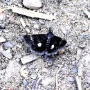 검은들로 이미지