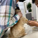 손진규동물병원 이미지