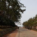 서천 마량리 동백나무 숲 이미지