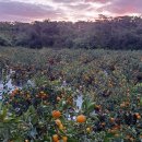 이공구 | [공지] (공구) 13브릭스 제주 타이벡감귤 직접 다녀온 후기 &amp; 효능